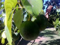 avocado_tree